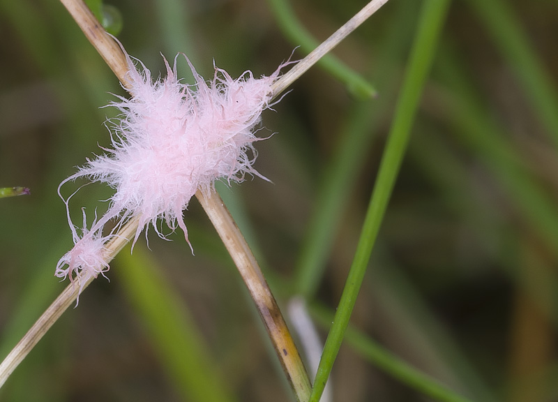 Laetisaria fuciformis